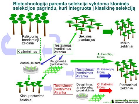 schema, demonstruojanti skirtingų audinių tekstūras ir jų tankį