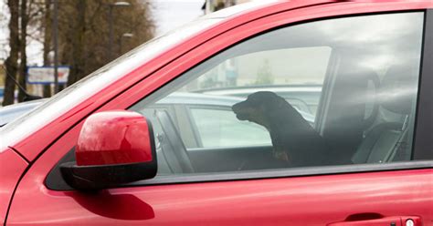 vaikinas glosto šunį automobilyje