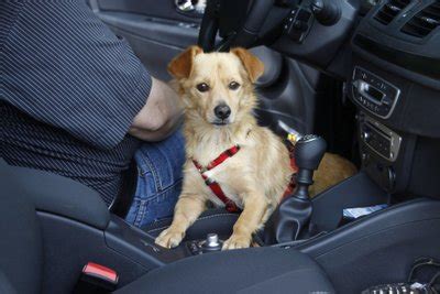 šuo, prisegtas saugos diržu automobilyje