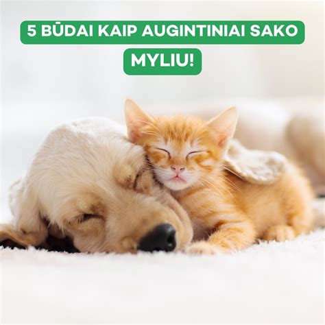 Nuotrauka su įvairiais plyšių matuoklių rinkiniais ir vienetiniais matuokliais, demonstruojanti jų išvaizdą ir konstrukciją.