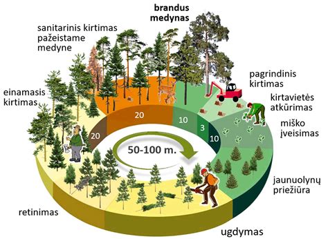 Infografika: miškų atkūrimo ir kirtimo balansavimo grafikas