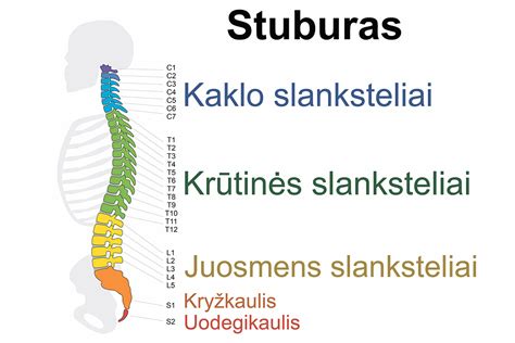 Schema: stuburo anatomija ir galimi sužalojimo lygiai