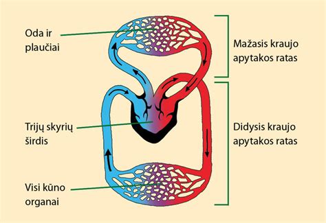 Infografika: mažasis ir didysis aušinimo skysčio cirkuliacijos ratai