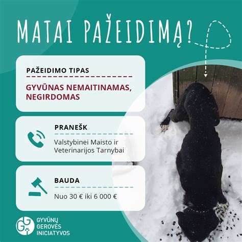 Infografika, vaizduojanti gyvūnų gerovės įstatymų hierarchiją Lietuvoje: nuo savivaldybės taisyklių iki Baudžiamojo kodekso