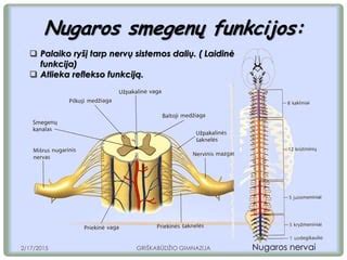 Nugaros smegenų biomedžiagos egzo skeleto schema, rodanti pažeisto audinio pakeitimą ir tilto sukūrimą