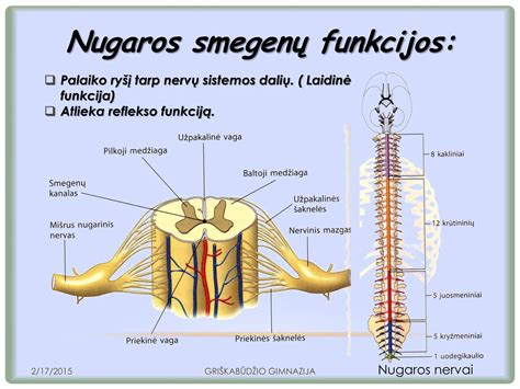 Daugiadalykės Santaros klinikų nugaros smegenų stimuliacijos komandos nuotrauka