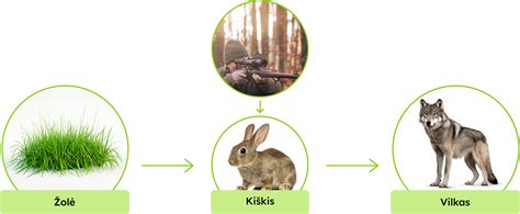 Schema: mikroplastiko patekimas į mitybos grandinę