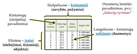 lentelė su projekto rezultatais