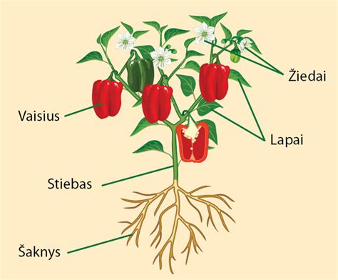 schema: priekinės varomosios ašies pusašio sandara ir jo vieta transmisijos sistemoje