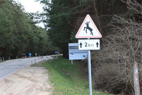 Kelio ženklas įspėjantis apie laukinius gyvūnus ir stirna miške