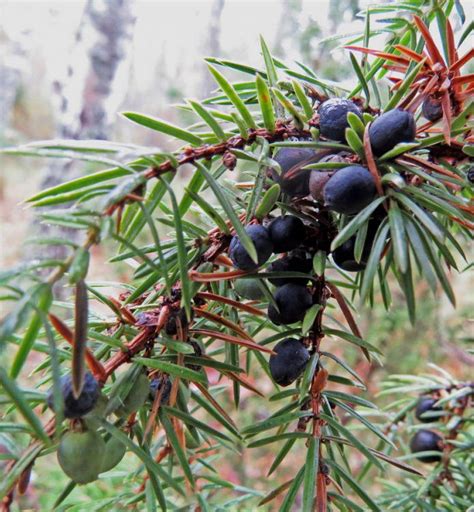 Vizualizacija: Jėzus stovintis prieš Pilotą, apimtas kančios, bet išlaikantis ramumą ir didingumą.