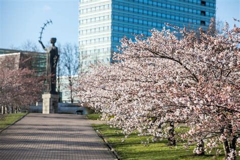 Teminė nuotrauka, vaizduojanti sakurų žydėjimą Vilniaus parke