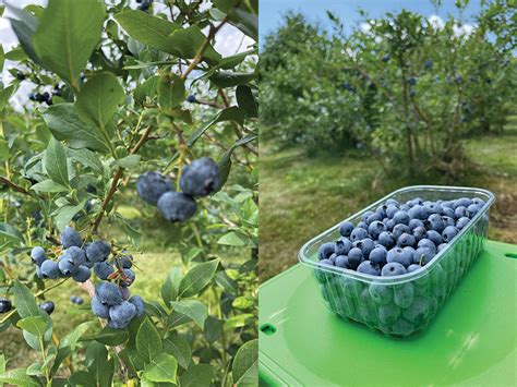 Teminė nuotrauka su gausiu šilauogių derliumi krūmuose