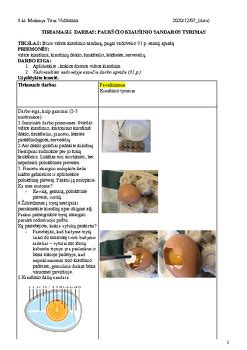 Kiaušinio sandaros schema su nurodytomis dalimis