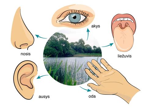 Svarbiausi jutimo organai: akis, ausis, nosis, liežuvis, oda