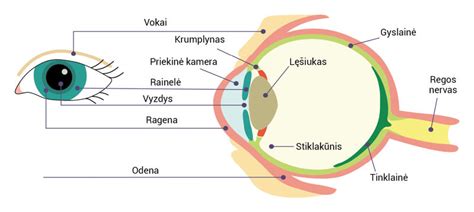 Regos sistemos iliustracija su akies sandara ir šviesos keliu