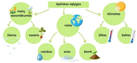 Infografika: Tankiažiedžio katilėlio augimo schema ir žiedynų vietos