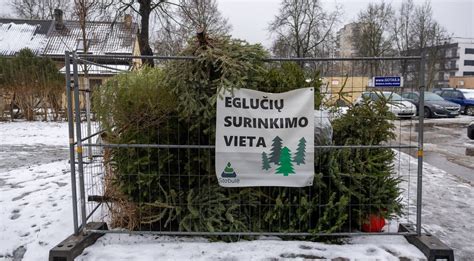 Teminė nuotrauka: žmonės tvarkingai atneša eglutes į surinkimo punktą