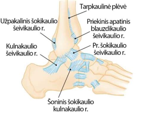 Čiurnos sąnario anatomijos schema (kaulai, raiščiai ir sausgyslės)