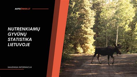 Infografika: susidūrimų su gyvūnais statistika Lietuvoje