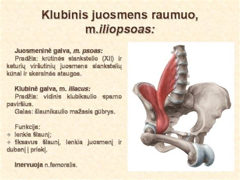 Scheminis iliustracija, rodanti klubinio juosmens raumens (iliopsoas) anatomiją ir jo prisijungimą prie stuburo bei šlaunikaulio.