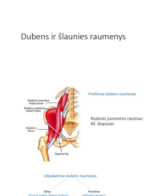 anatominė iliustracija, kurioje pavaizduoti kirkšnies, šlaunies ir sėdmenų srities raumenys, nervai ir kaulai