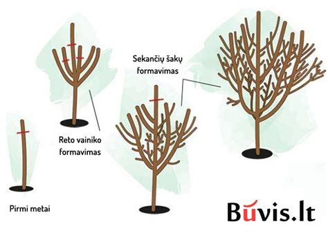 Raugerškio 'Superba' genėjimo schema