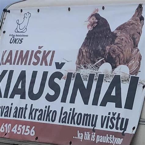 Nuotrauka, vaizduojanti laisvai ant kraiko vaikštančias vištas