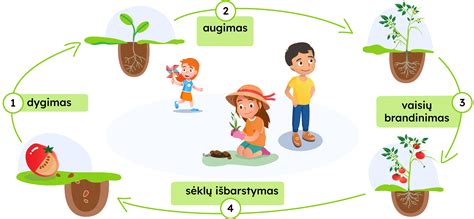 Infografika: Rapsų auginimo ciklas ir priežiūra