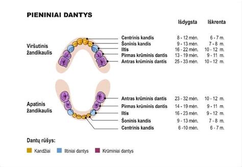 Pavarų porų dantų skaičiaus santykio diagrama