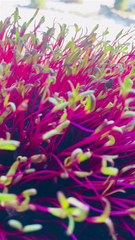 Schema, iliustruojanti skirtingų decibelų lygių poveikį žmogaus klausai ir sveikatai.