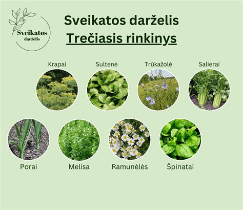 Schema: raugerškio sodinimo nuoseklūs žingsniai