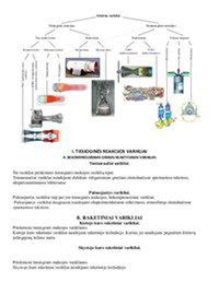 Infografika: Krautuvų tipai ir jų panaudojimas