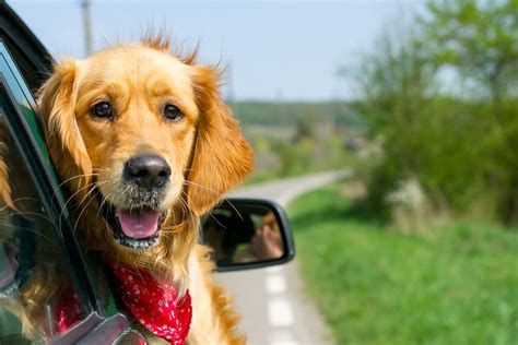 Automobilio langas su šunimi iškišusiu galvą ir uždraudžiančiu ženklu