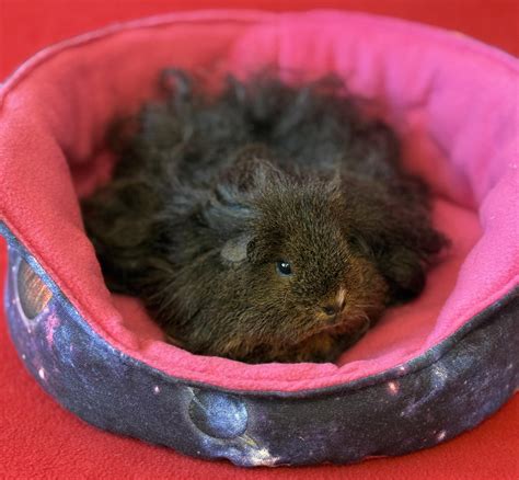 nuotrauka su skirtingų spalvų aušinimo skysčiais ir jų pavyzdžiais