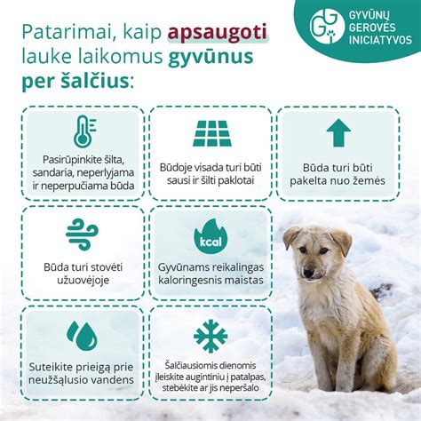 infografika su svarbiausiomis baudomis už gyvūnų nepriežiūrą