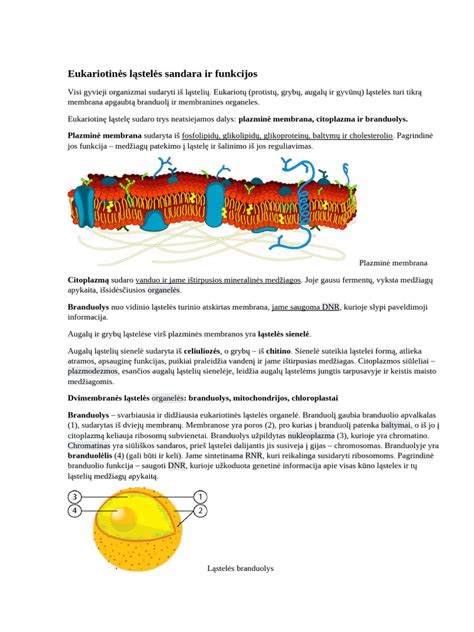 Vizualizacija su schematine katalizatoriaus sandara ir cheminėmis reakcijomis