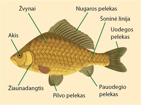 Grėblio sandaros schema su rankena, kraigu ir dantimis
