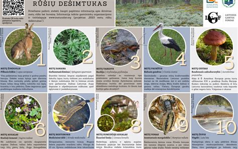 Lietuvos teisinės atsakomybės rūšių palyginimo diagrama
