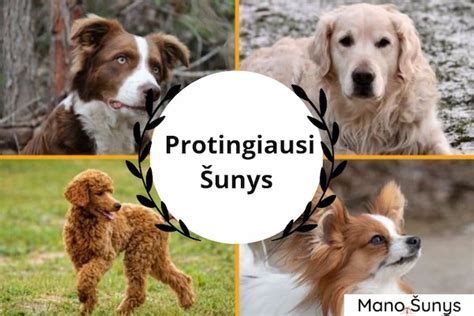 Infografika: Pavojingų šunų veislės Lietuvoje