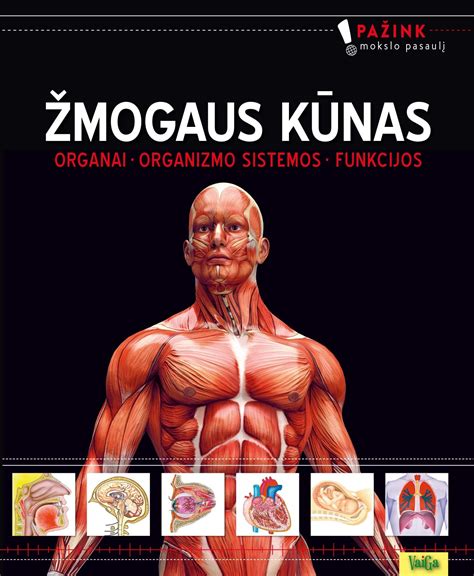 Infografika: žmogaus reprodukcinės sistemos schema su pažymėtomis temperatūros zonomis