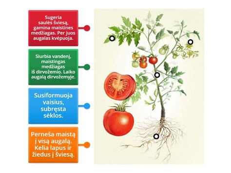 Infografika: aušinimo skysčio sudėties sudedamosios dalys ir jų funkcijos