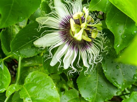 Insekticidų buteliukas ir pažeistos pasifloros lapai