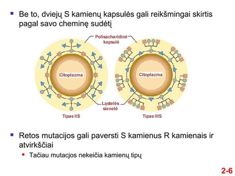 Molekulinė kalcio karbonato ir magnio subkarbonato struktūra, neutralizuojanti skrandžio rūgštį