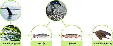 infografika, vaizduojanti oro, vandens ir dirvožemio taršos šaltinius bei jų sąsajas su mitybos grandine