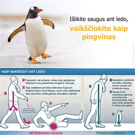 Infografika, lyginanti stabdymo kelius su dygliuotomis ir be jų ant ledo ir šlapio asfalto