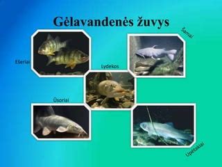 Mirusios žuvys dėl vandens taršos nuorūkomis