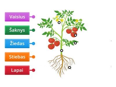 Sisteminė Volvo dalių suderinamumo diagrama
