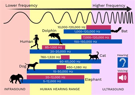 Infographic comparing Deeper sonar frequencies with fish hearing range