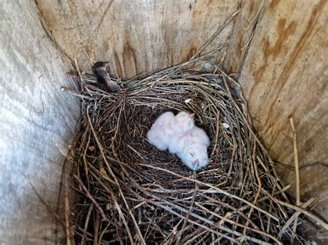 Vaikystės lopšinė apie pelėdą, kuri vijo lizdą, dėjo kiaušinius ir rūpinosi savo vaikais